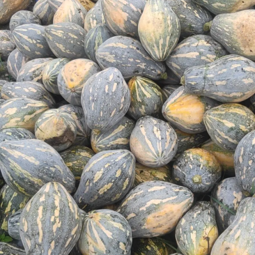 特级香芋南瓜代发,浓香型个头均匀老度好,适合商超电商平台