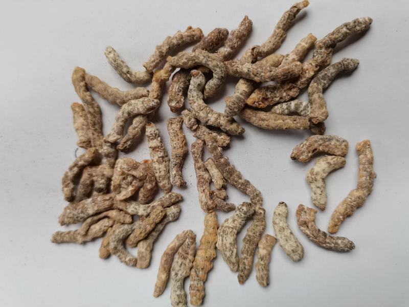 僵蚕统货批发零售品种齐全各种中药材