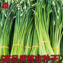 早熟苔韭种子韭菜苔种子叶苔两用型出苔早再生能力强