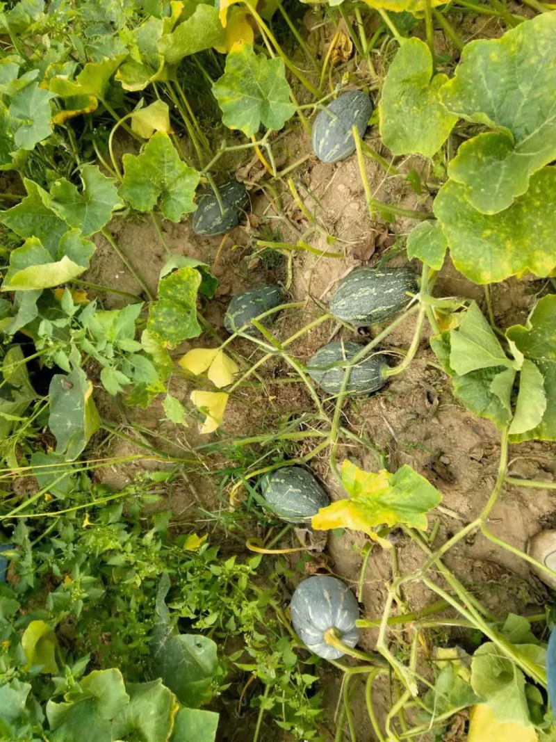 香芋南瓜日10车以上，欢迎来广东看我们团队实力代发全国