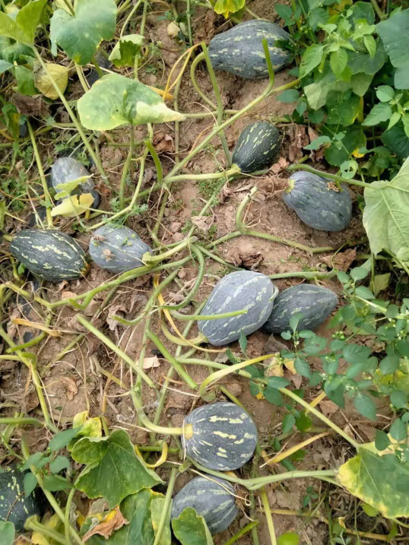 香芋南瓜日10车以上，欢迎来广东看我们团队实力代发全国