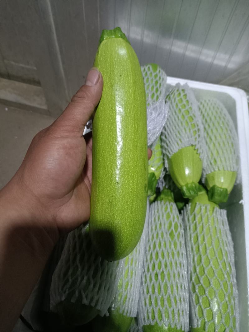 青州绿皮西葫芦大量上市中，0.7斤以上，货源多，质量好