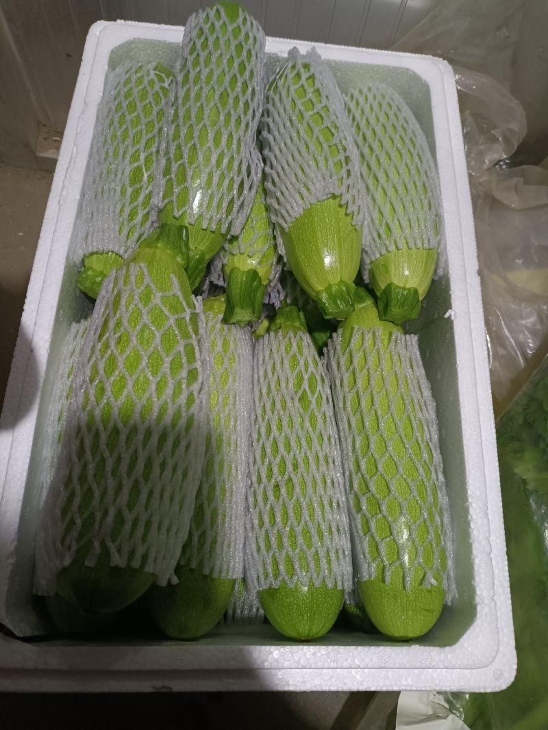 青州绿皮西葫芦大量上市中，0.7斤以上，货源多，质量好