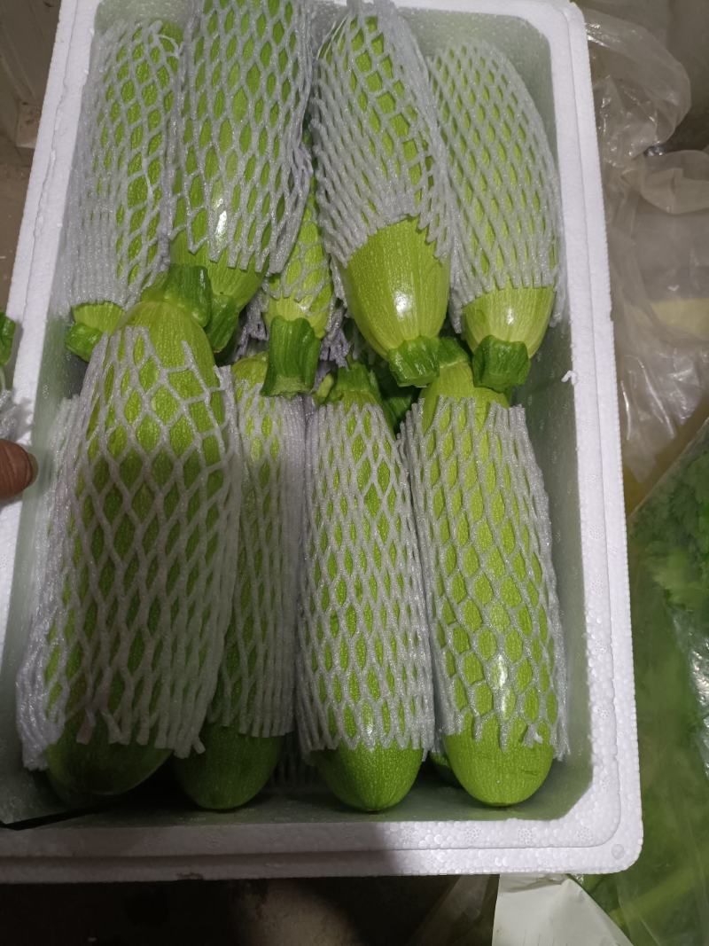 青州绿皮西葫芦大量上市中，0.7斤以上，货源多，质量好