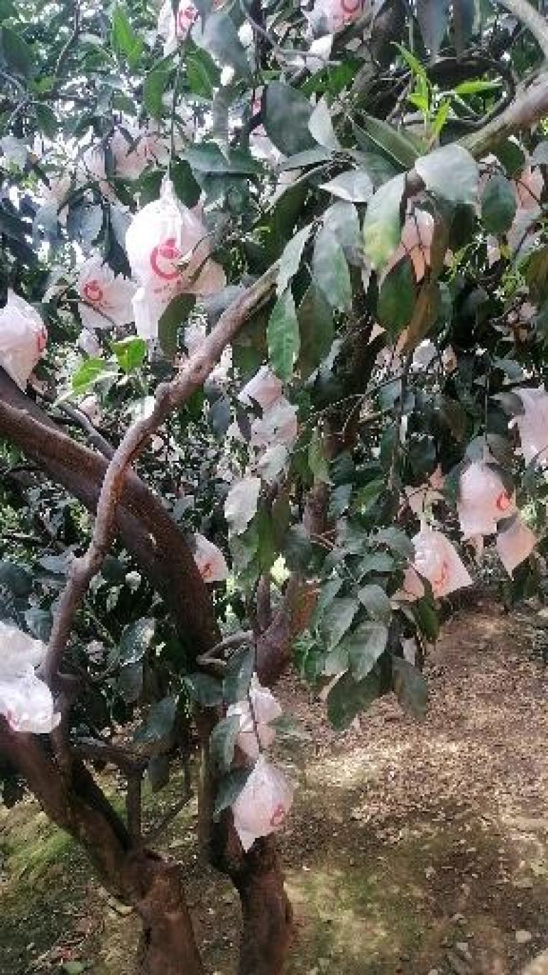 青见，眉山青见，果子水份好，甜度高，个头大，颜色红，