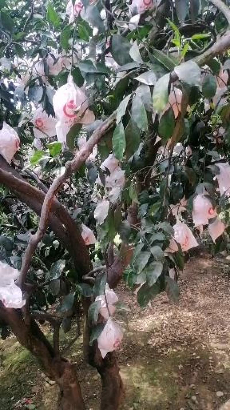 青见，眉山青见，果子水份好，甜度高，个头大，颜色红，