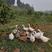 鹅蛋，耙耙柑果园散养吃杂草，谷子，玉米笨鹅