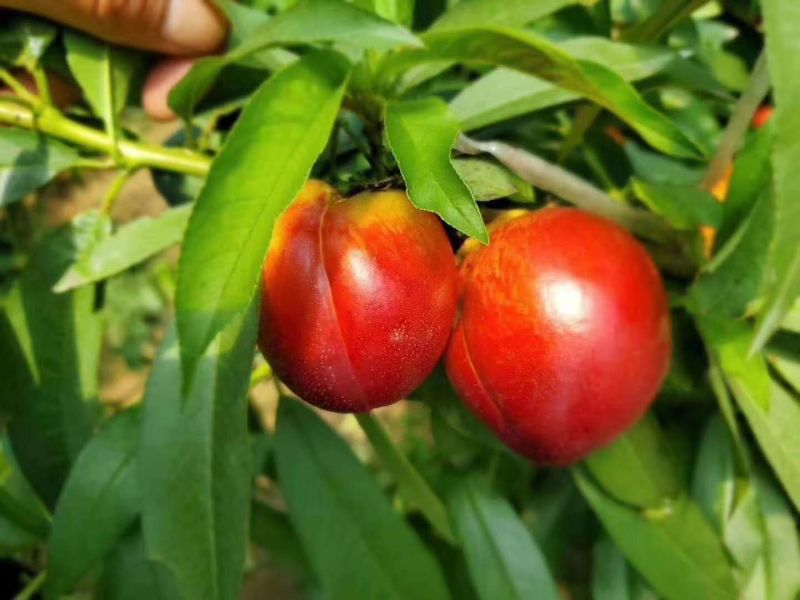 油桃，湖北油桃，金蕾油桃，千年红油桃，中油油桃，曙光油桃
