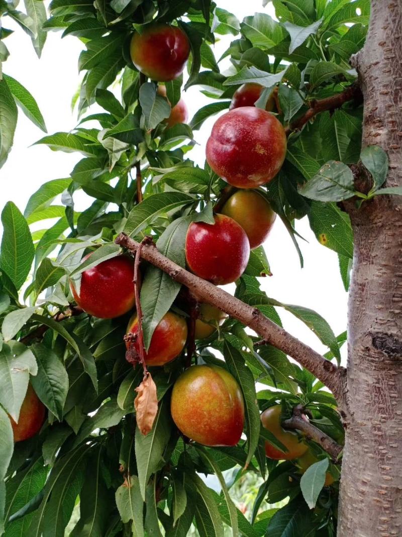 油桃，湖北油桃，金蕾油桃，千年红油桃，中油油桃，曙光油桃
