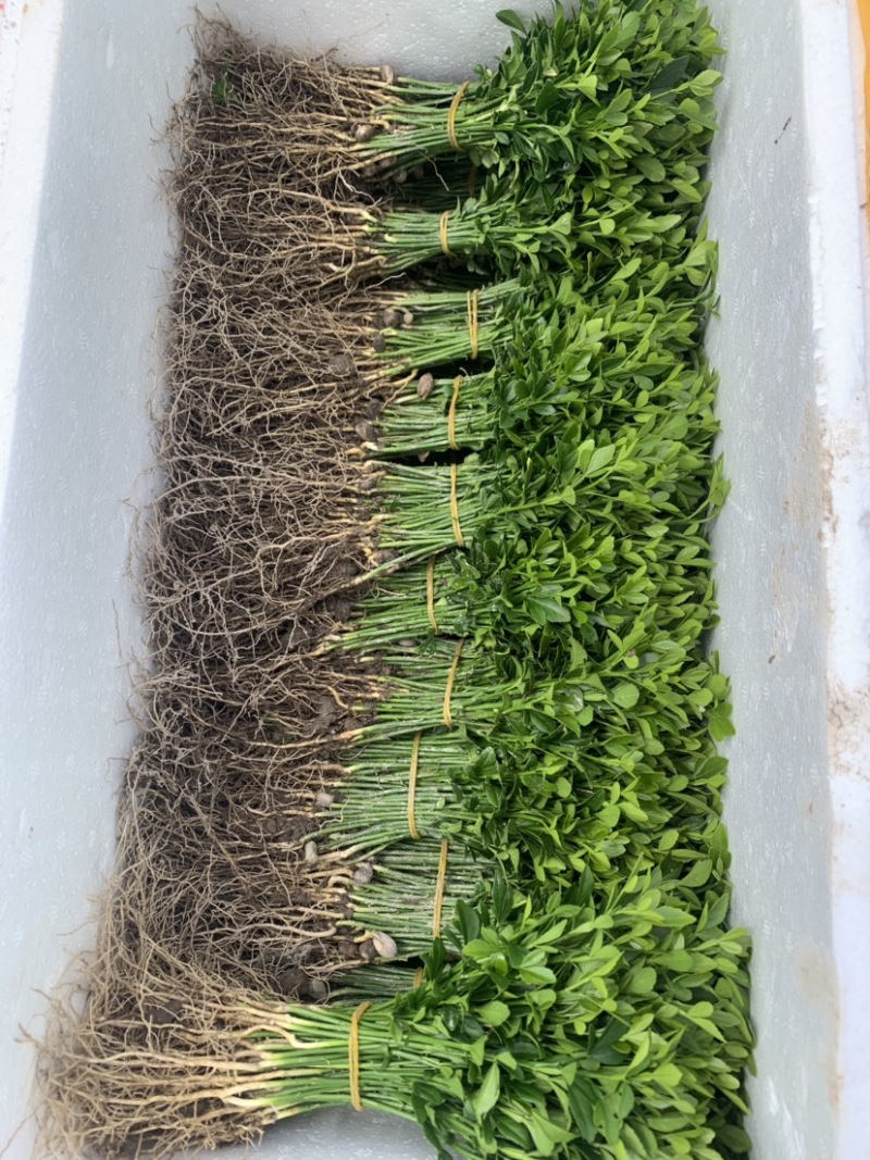 积壳芽苗积壳芽苗积壳芽苗积壳芽苗嫁接桔子的砖木苗