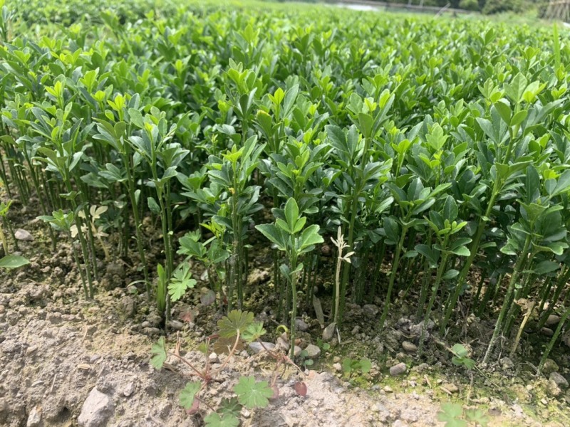 积壳芽苗积壳芽苗积壳芽苗积壳芽苗嫁接桔子的砖木苗