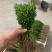 积壳芽苗积壳芽苗积壳芽苗积壳芽苗嫁接桔子的砖木苗