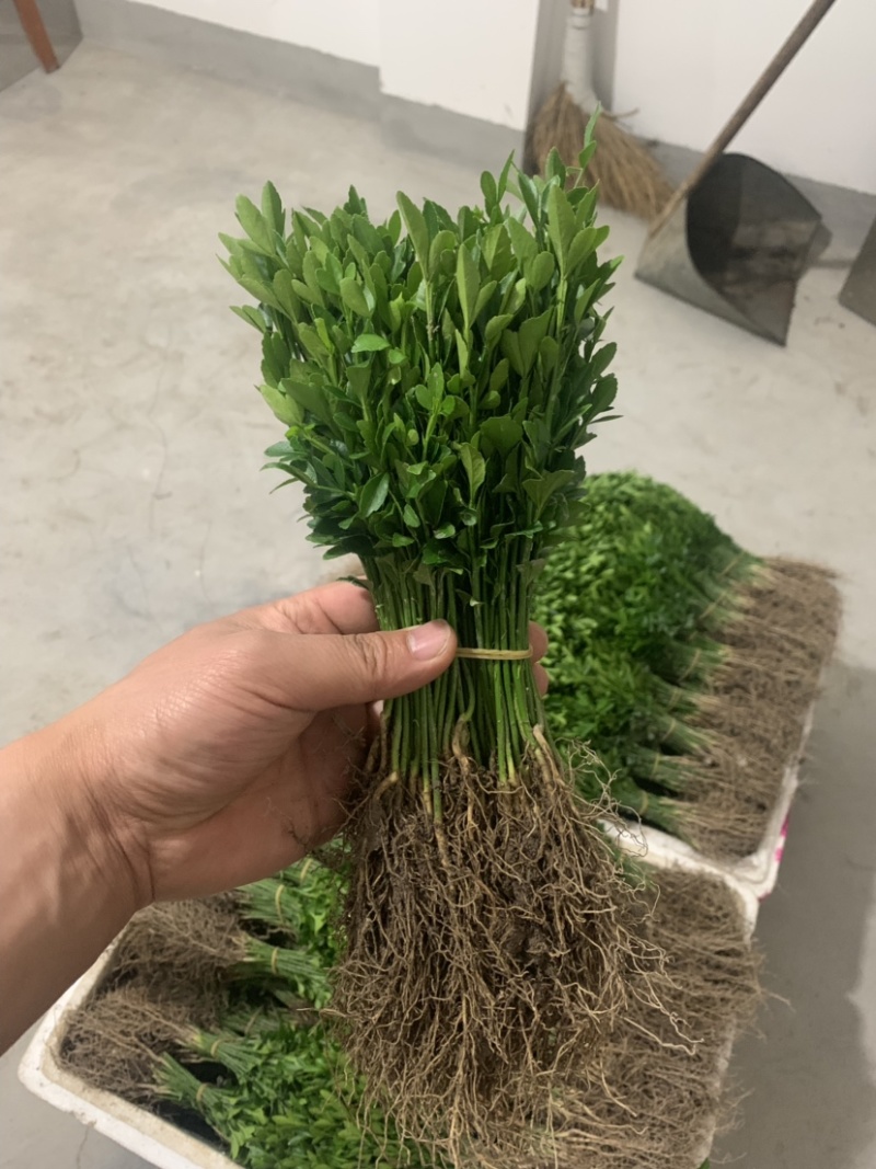积壳芽苗积壳芽苗积壳芽苗积壳芽苗嫁接桔子的砖木苗