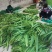 芦苇叶粽叶芦苇粽叶粽子叶包粽子用芦苇叶