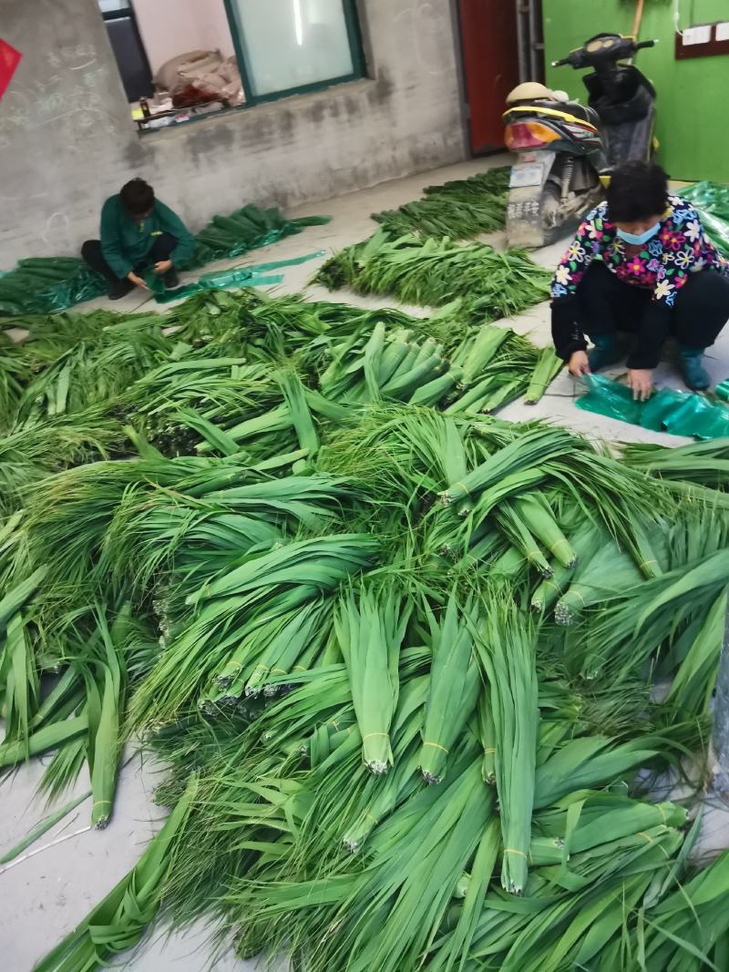 芦苇叶粽叶芦苇粽叶粽子叶包粽子用芦苇叶
