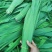 芦苇叶粽叶芦苇粽叶粽子叶包粽子用芦苇叶