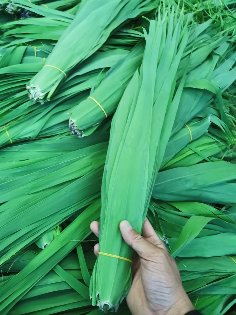 芦苇叶粽叶芦苇粽叶粽子叶包粽子用芦苇叶