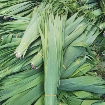 芦苇叶粽叶芦苇粽叶粽子叶包粽子用芦苇叶