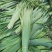 芦苇叶粽叶芦苇粽叶粽子叶包粽子用芦苇叶