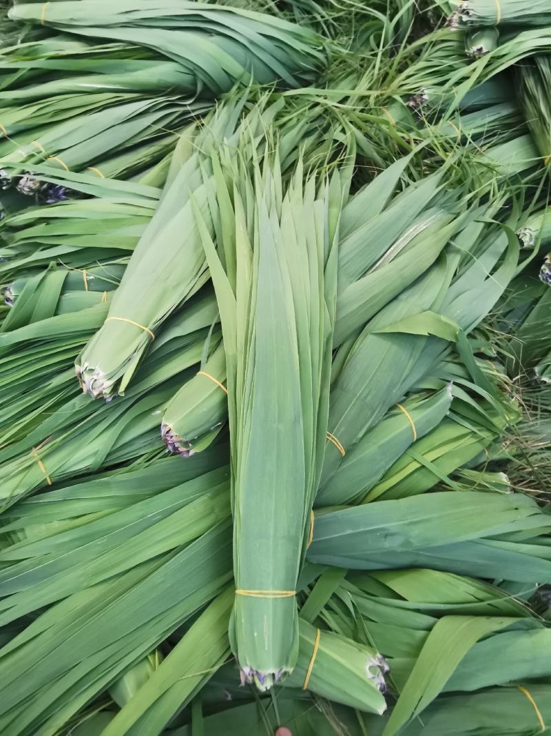 芦苇叶粽叶芦苇粽叶粽子叶包粽子用芦苇叶