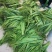 芦苇叶粽叶芦苇粽叶粽子叶包粽子用芦苇叶