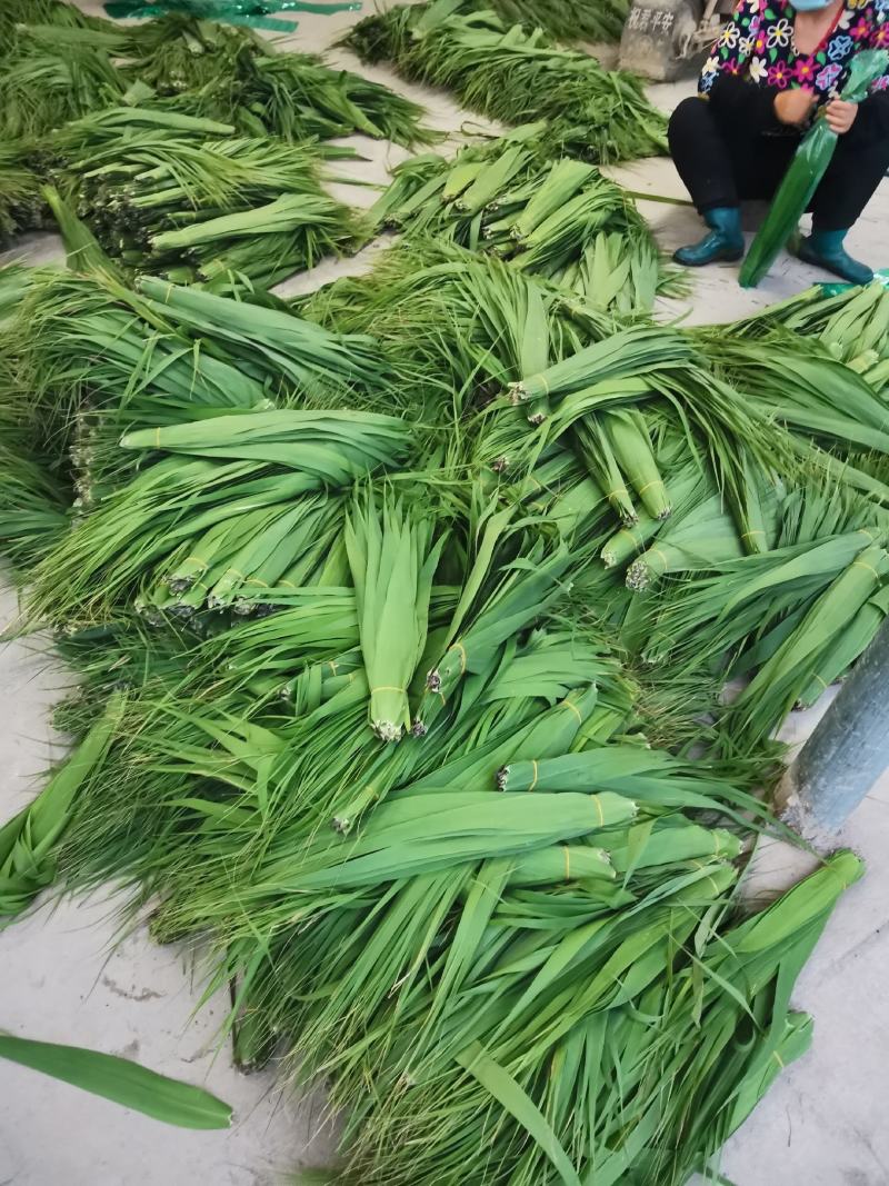 芦苇叶粽叶芦苇粽叶粽子叶包粽子用芦苇叶