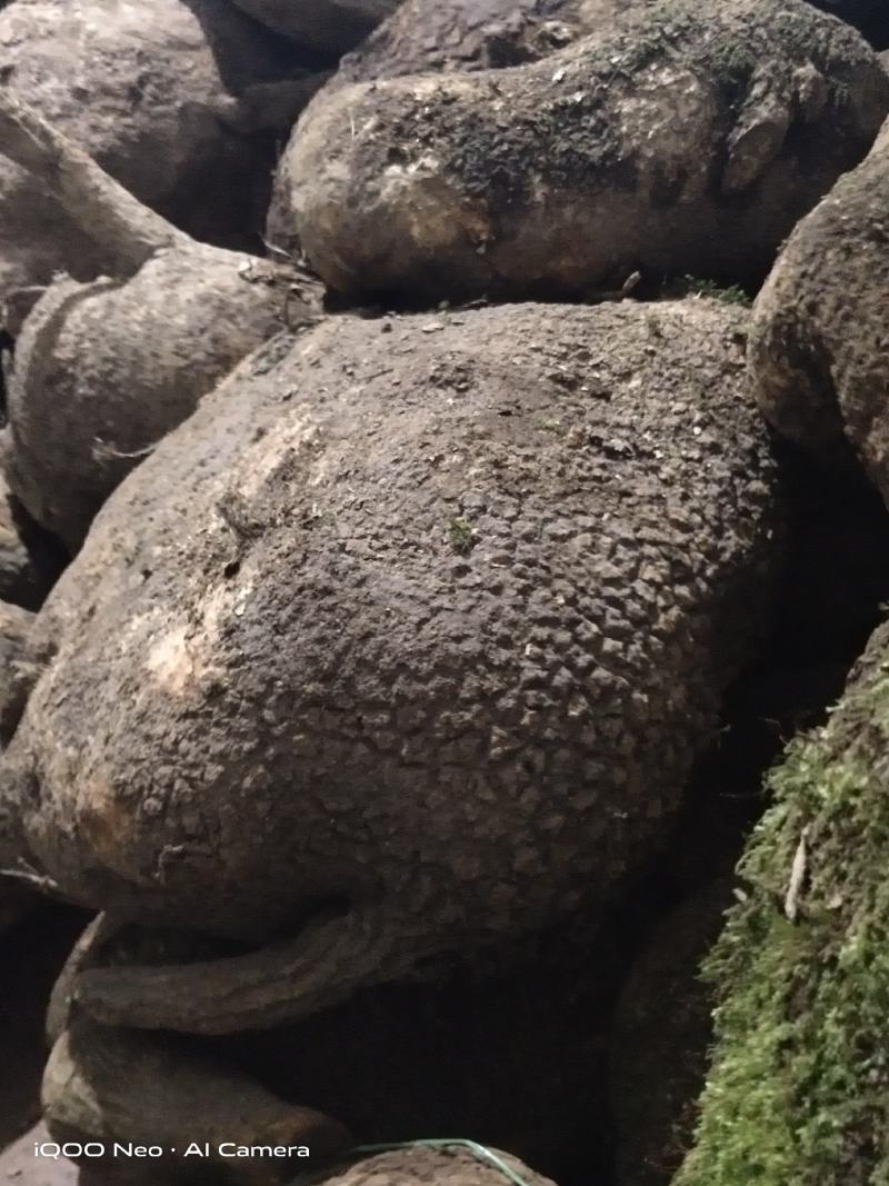 蛇莲，大货鲜货