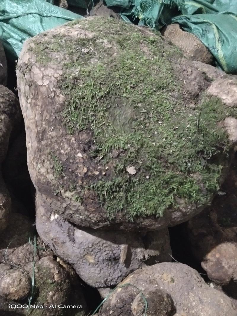 蛇莲，大货鲜货