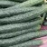 河南省新县精品黄瓜大量上市