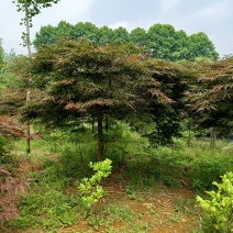 羽毛枫基地，九江羽毛枫基地自产自销，哪里有精品羽毛枫基地