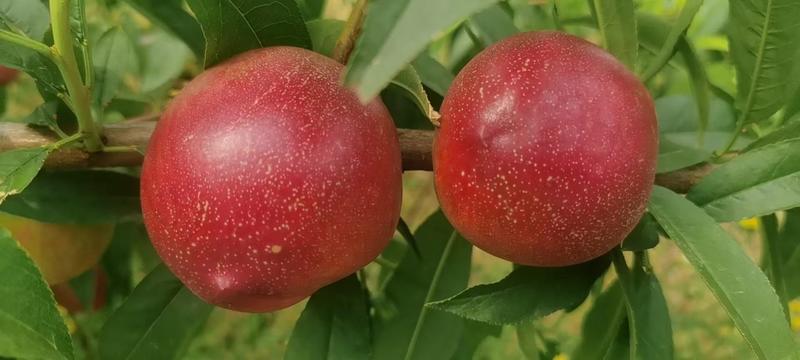 油桃，千年红，金雷，518-.百亩预售，产地直销，
