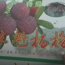 杨梅