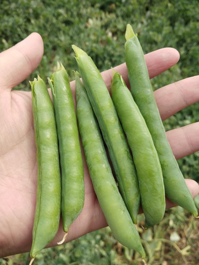 中豌九号长寿仁水果豌豆11新品种豌豆大量上市