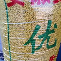 安徽优质高蛋白大豆常年出售