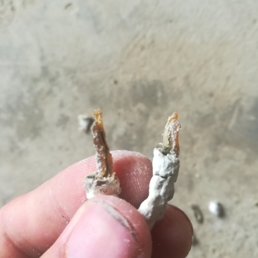 广西百色精品药用僵蚕