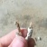 广西百色精品药用僵蚕