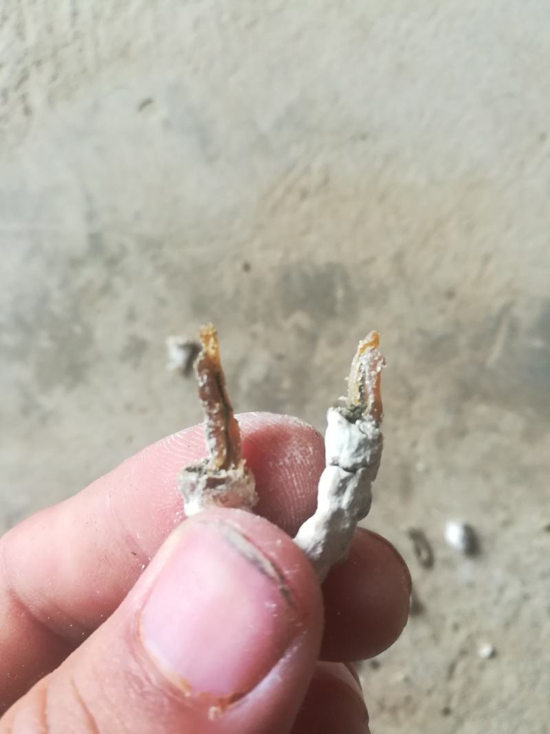 广西百色精品药用僵蚕