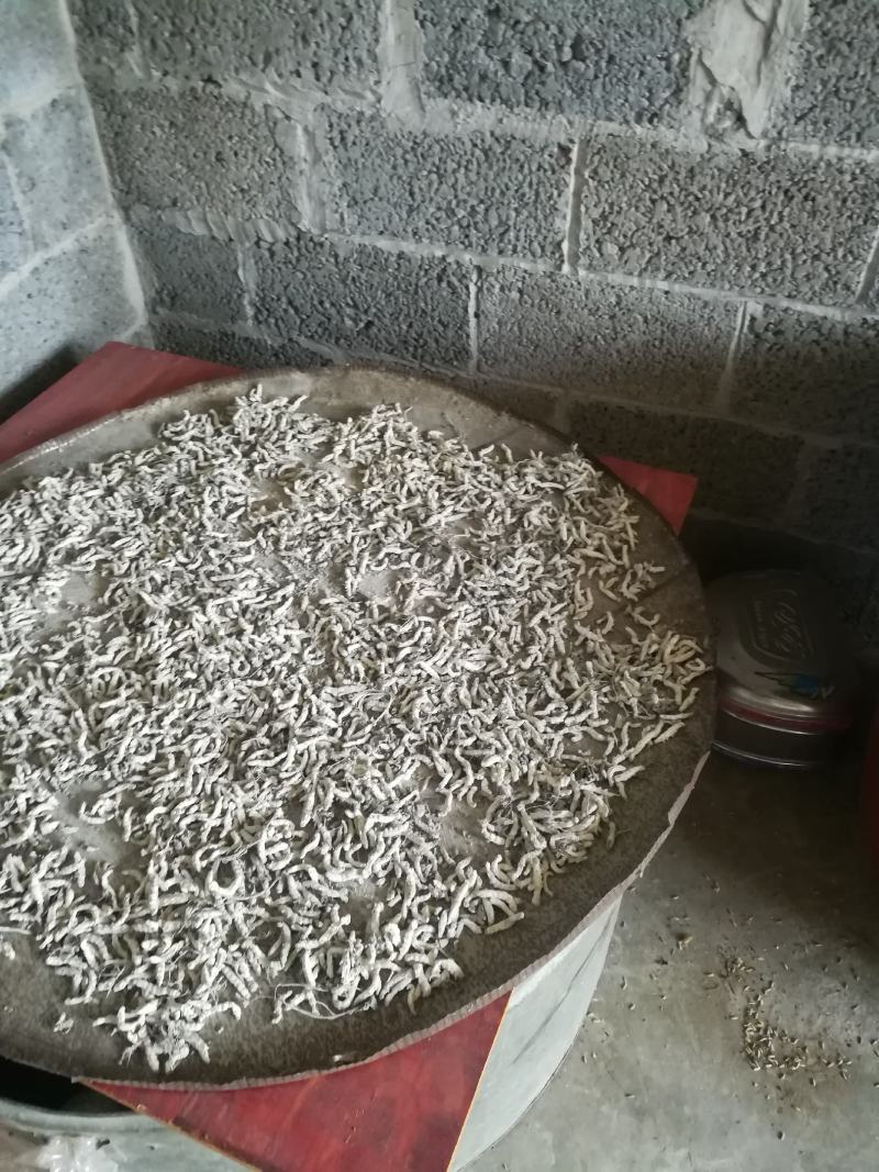 广西百色精品药用僵蚕