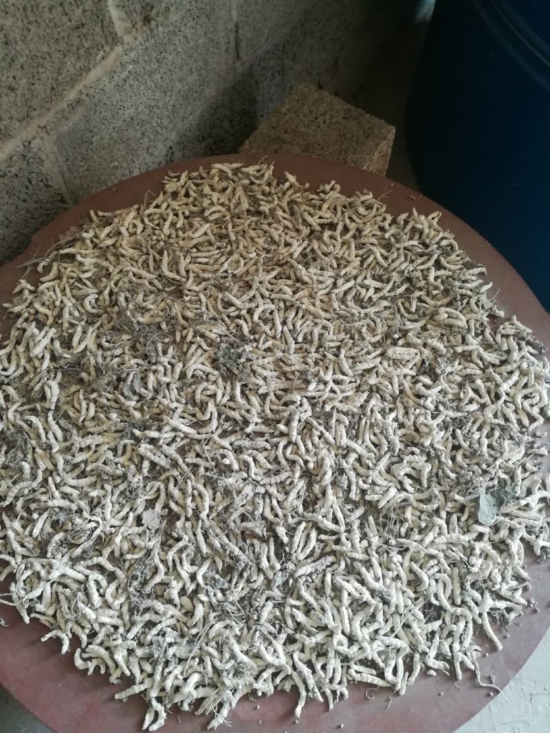 广西百色精品药用僵蚕