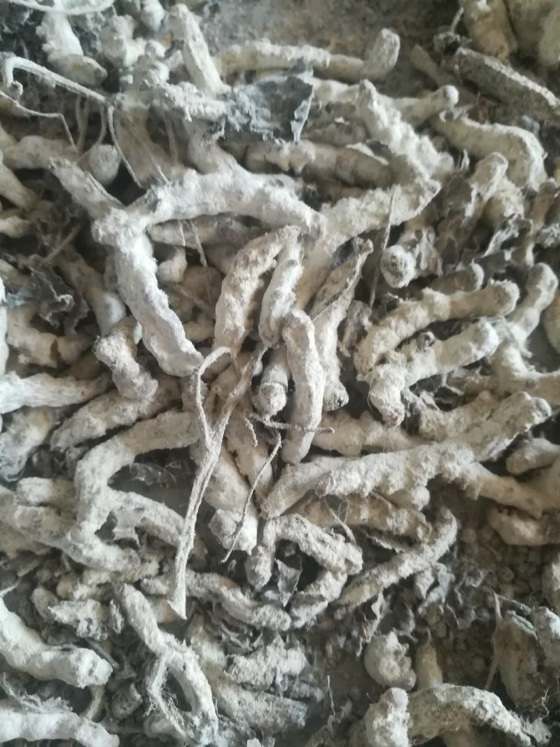 广西百色精品药用僵蚕