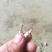 广西百色精品药用僵蚕
