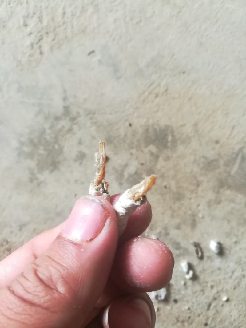 广西百色精品药用僵蚕