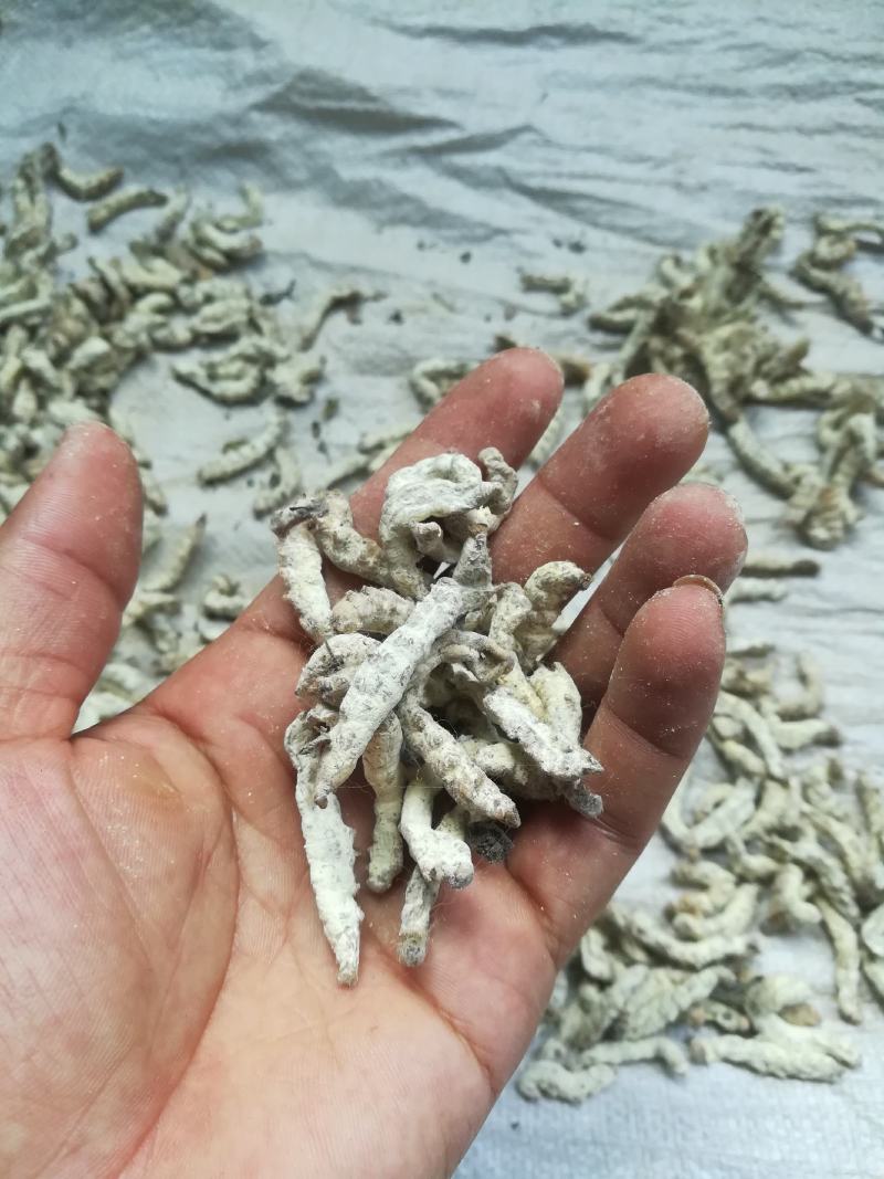 广西百色精品药用僵蚕