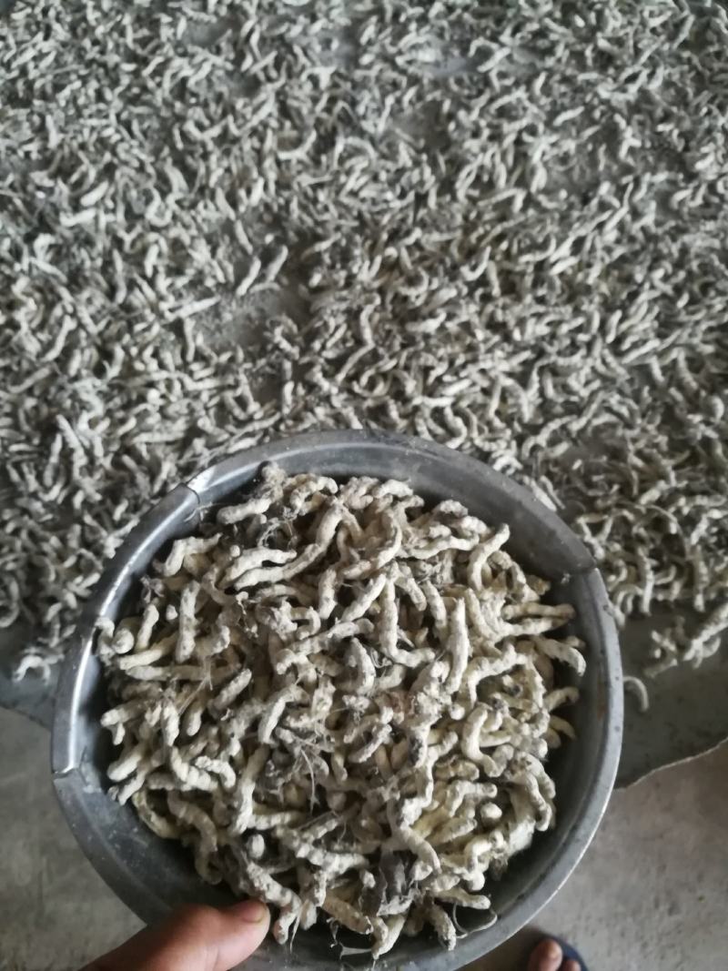 广西百色精品药用僵蚕