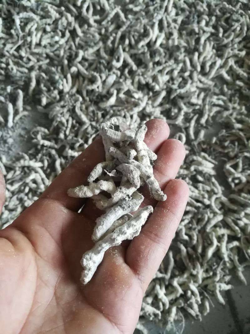 广西百色精品药用僵蚕