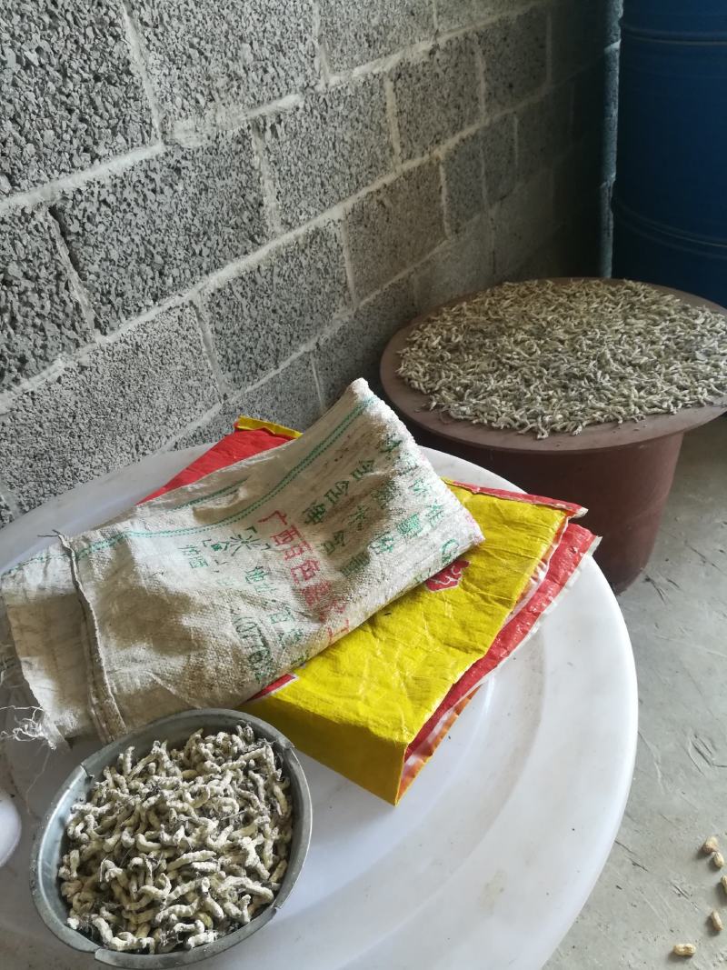 广西百色精品药用僵蚕