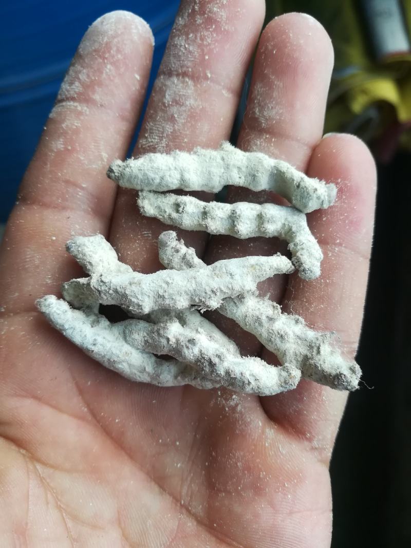 广西百色精品药用僵蚕