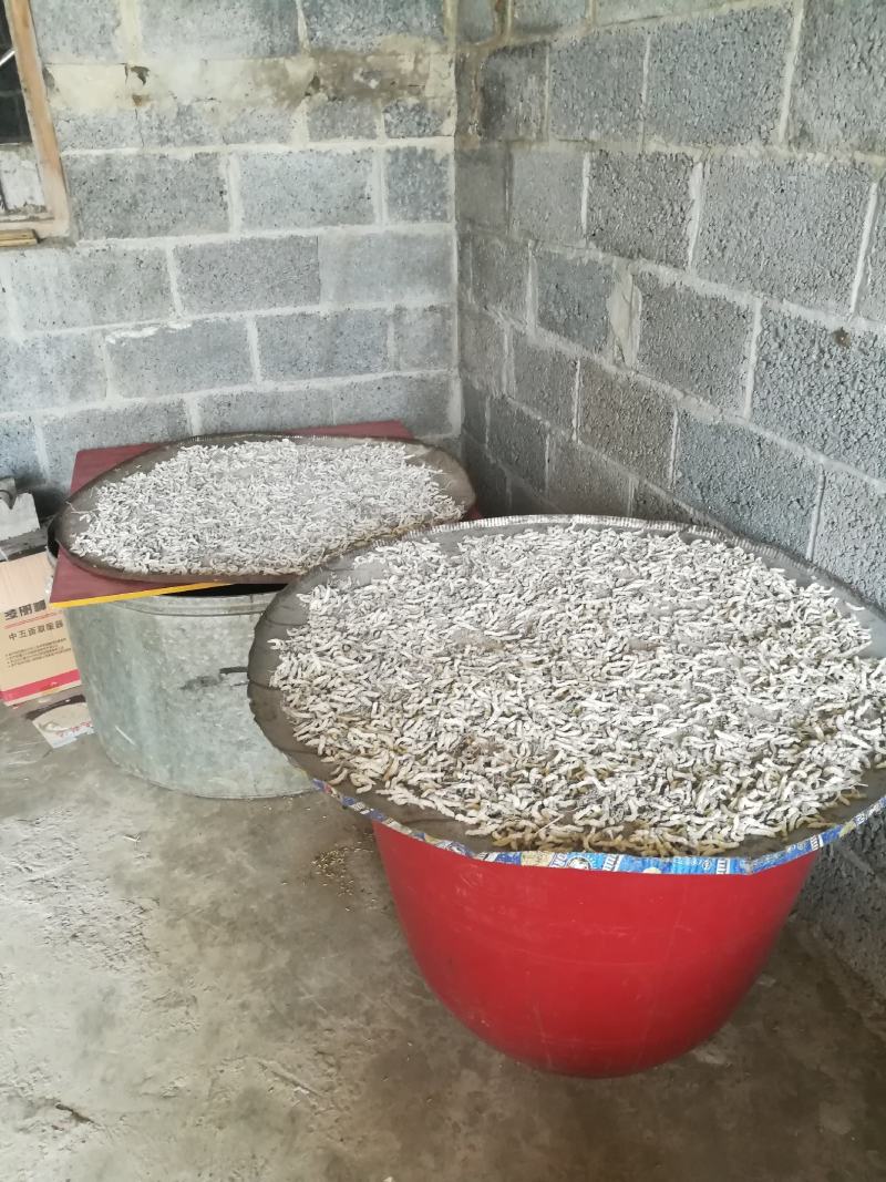 广西百色精品药用僵蚕