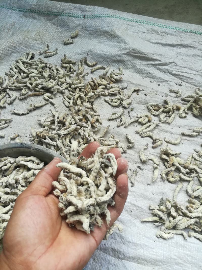 广西百色精品药用僵蚕