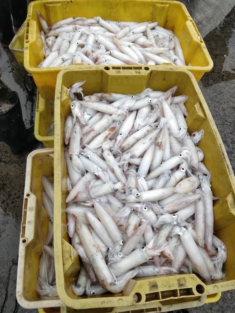鱿鱼，新鲜鱿鱼活冻，8.5两装，适合各大酒店饭店社区团购